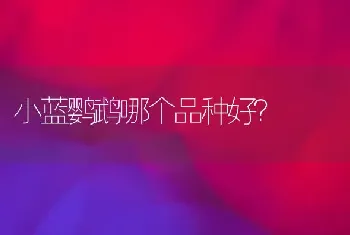 小蓝鹦鹉哪个品种好？