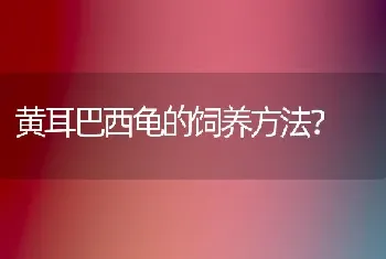 黄耳巴西龟的饲养方法？