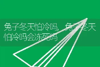 兔子冬天怕冷吗，兔子冬天怕冷吗会冻死吗