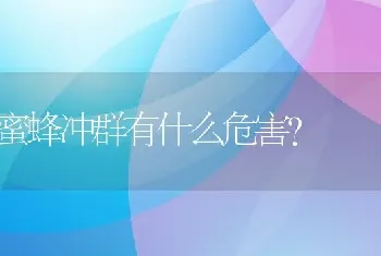 蜜蜂冲群有什么危害？