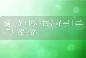 靖边龙洲乡村民养殖黑山羊打开致富路