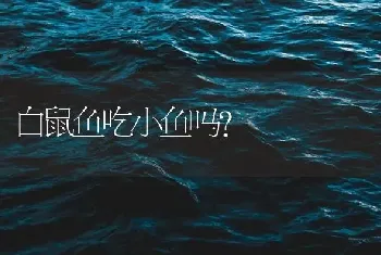 白鼠鱼吃小鱼吗？