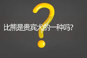 比熊是贵宾犬的一种吗？