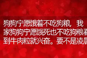 狗狗宁愿饿着不吃狗粮？