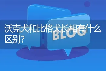 沃克犬和比格犬长相有什么区别？