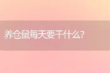 养仓鼠每天要干什么？