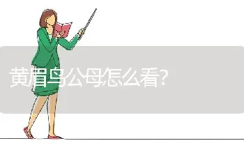 黄眉鸟公母怎么看？