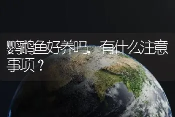 鹦鹉鱼好养吗，有什么注意事项？