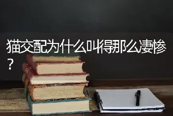 猫交配为什么叫得那么凄惨？