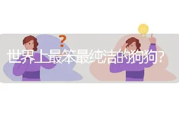 世界上最笨最纯洁的狗狗？