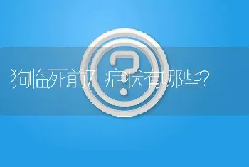 狗临死前7症状有哪些？