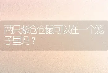 两只紫仓仓鼠可以在一个笼子里吗？