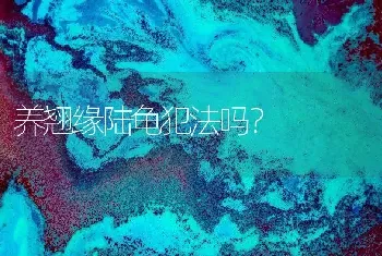 养翘缘陆龟犯法吗？