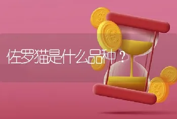 佐罗猫是什么品种？