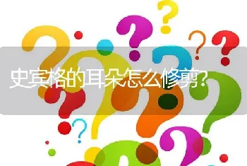 史宾格的耳朵怎么修剪？