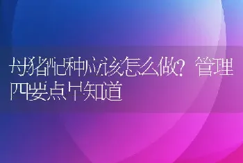 母猪配种应该怎么做？管理四要点早知道