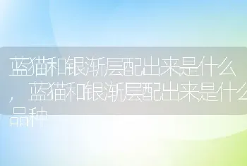 蓝猫和银渐层配出来是什么，蓝猫和银渐层配出来是什么品种