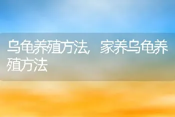 乌龟养殖方法，家养乌龟养殖方法