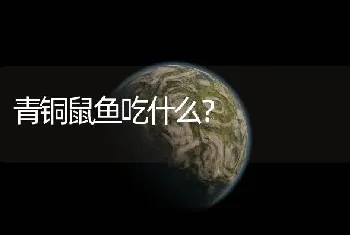 青铜鼠鱼吃什么？