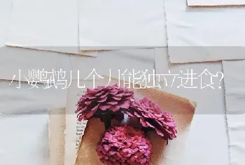 小鹦鹉几个月能独立进食？