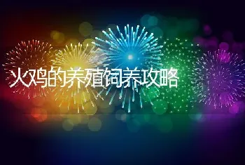 火鸡的养殖饲养攻略