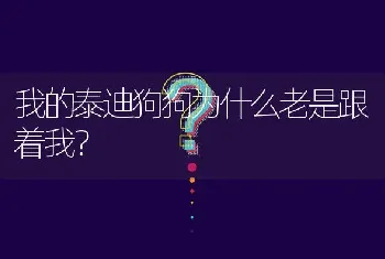 我的泰迪狗狗为什么老是跟着我？