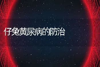 仔兔黄尿病的防治