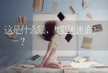 这是什么猫，尾巴粗粗的- -？