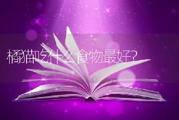 4个月大银渐层喂养？