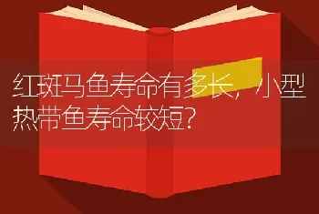 红斑马鱼寿命有多长，小型热带鱼寿命较短？