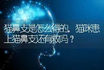 猫鼻支是怎么得的，猫咪患上猫鼻支还有救吗？