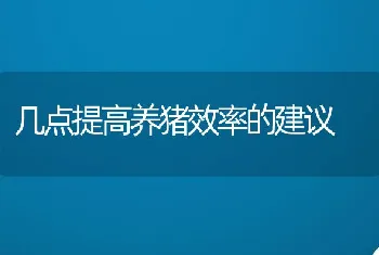 几点提高养猪效率的建议