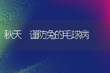 秋天 谨防兔的毛球病