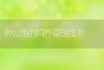 种公兔的饲养管理技术