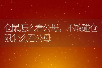 仓鼠怎么看公母，不敢碰仓鼠怎么看公母