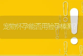 宠物怀孕能否用验孕棒测？