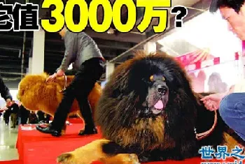 藏獒的祖先巨獒，藏獒的祖先是什么？