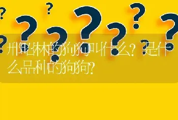 邢昭林的狗狗叫什么？是什么品种的狗狗？