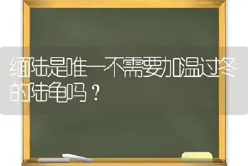 缅陆是唯一不需要加温过冬的陆龟吗？