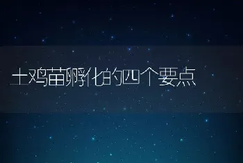 土鸡苗孵化的四个要点