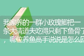 我家养的一群小玫瑰鲫把一条大清道夫吃得只剩下鱼骨了，哪位养鱼高手说说是怎么回事？