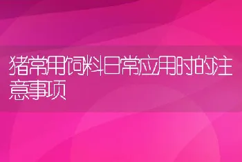 猪常用饲料日常应用时的注意事项