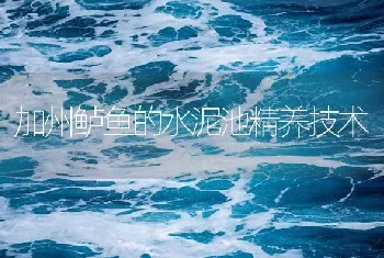 加州鲈鱼的水泥池精养技术