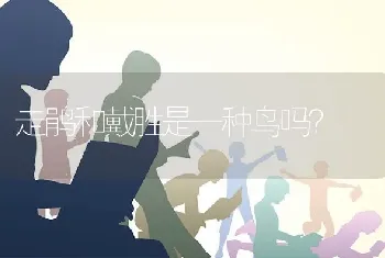 走鹃和戴胜是一种鸟吗？