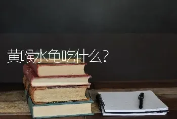 黄喉水龟吃什么？