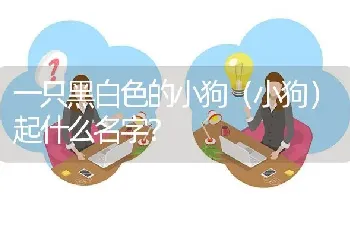 一只黑白色的小狗（小狗）起什么名字？