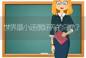 世界最小还很好养的乌龟？