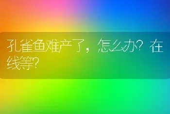 孔雀鱼难产了，怎么办？在线等？