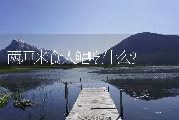 两厘米食人鲳吃什么？