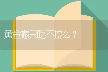 黄金螺只吃不拉么？